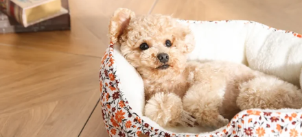 Hot-Dog-Pet-Bed-768×768 Hot-Dog-Pet-Bed-768x768